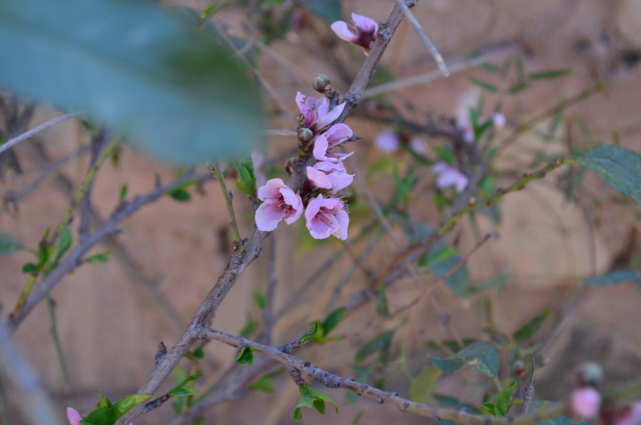 La Rosa Pansiyon Tilcara Dış mekan fotoğraf